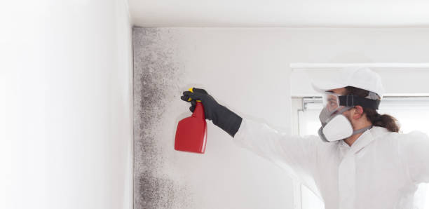 Best Mold Cleaning Services  in Greencastle, IN