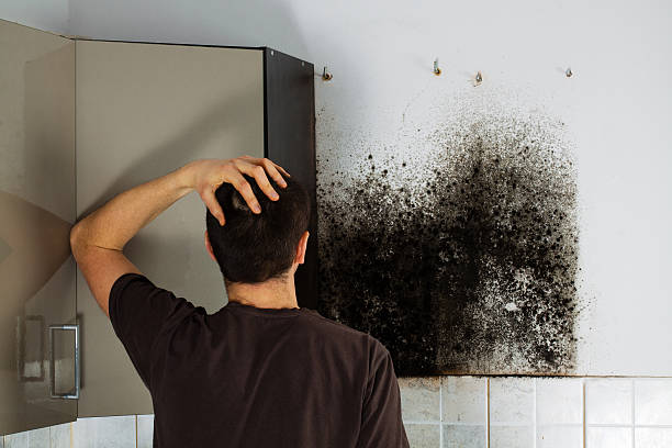 Best Local Mold Removal Service  in Greencastle, IN