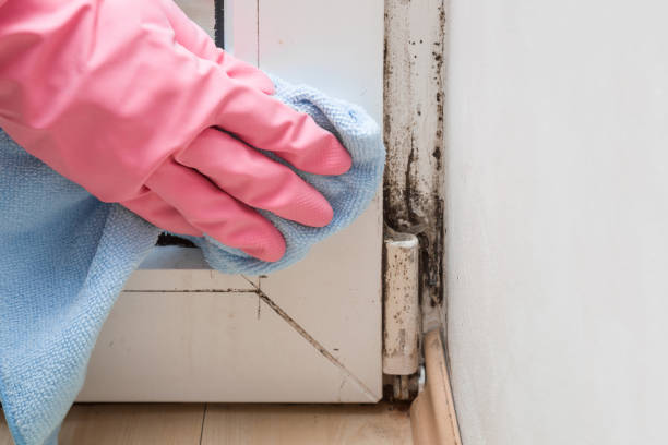 Best Local Mold Removal Service  in Greencastle, IN